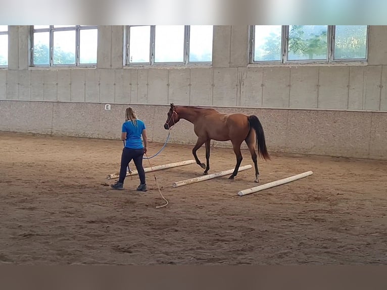 Arabian horses Gelding 3 years in Igelschwang