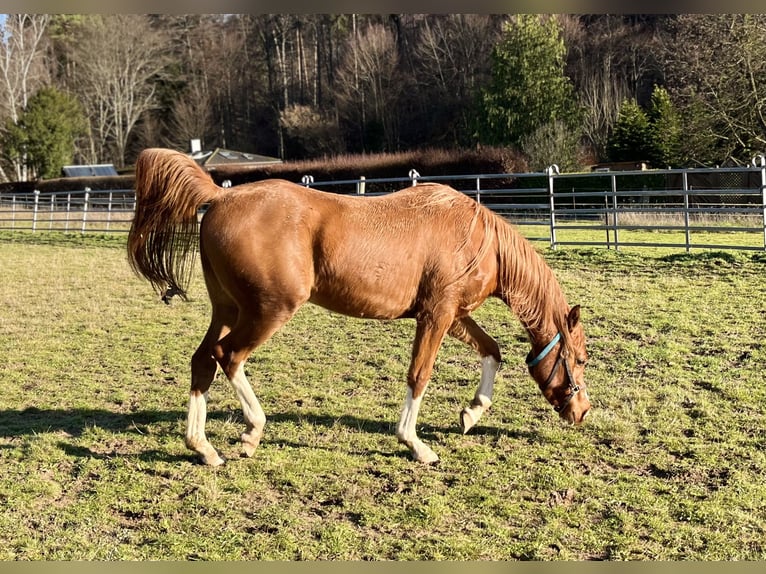 Arabian horses Gelding 4 years 14,2 hh Chestnut in Sulzbach am Main