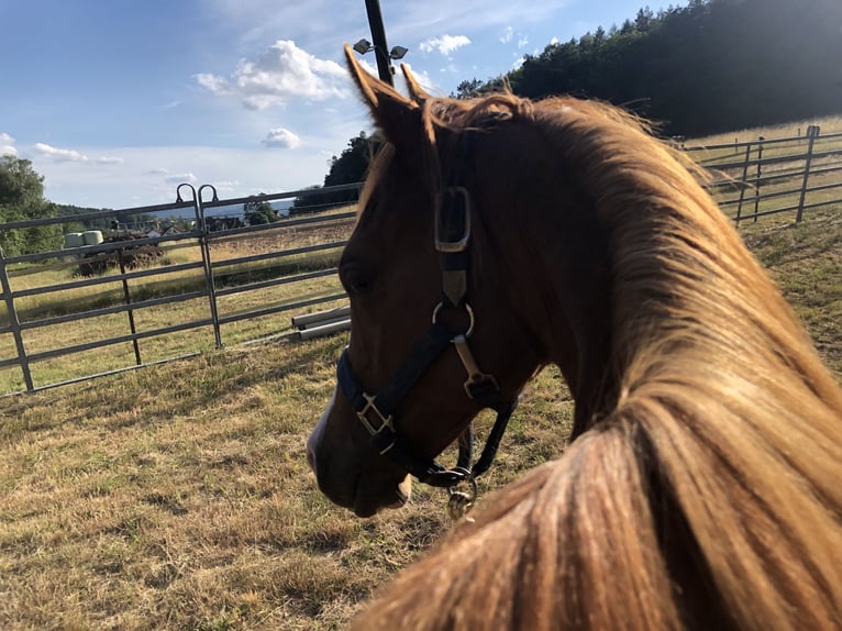 Arabian horses Gelding 4 years 14,2 hh Chestnut in Sulzbach am Main