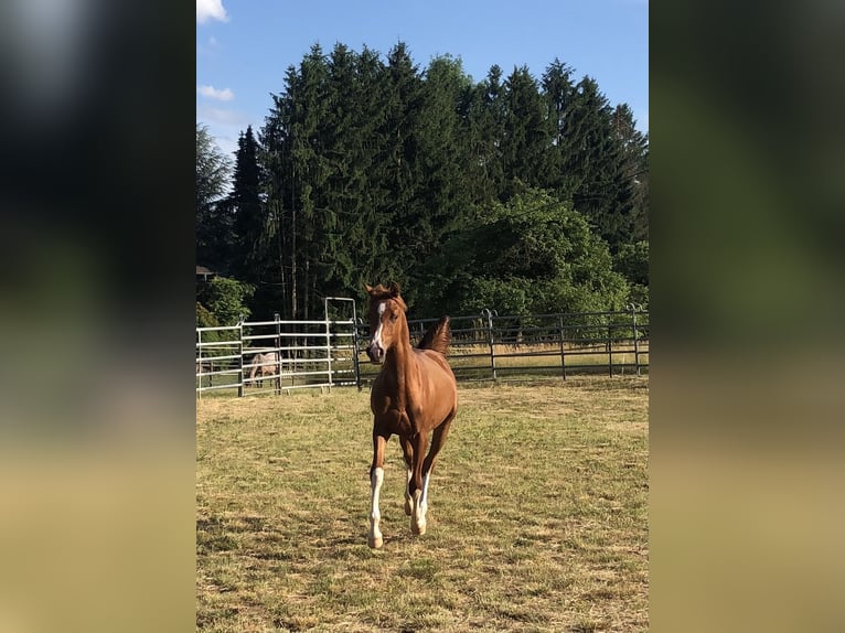 Arabian horses Gelding 4 years 14,2 hh Chestnut in Sulzbach am Main