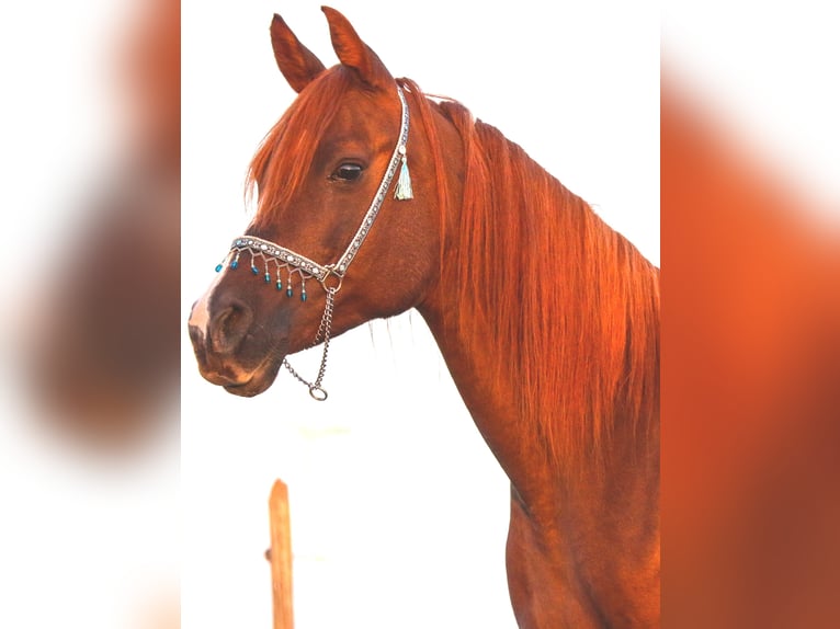 Arabian horses Gelding 4 years 14,2 hh Chestnut in Sulzbach am Main