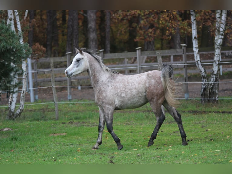 Arabian horses Gelding 4 years 14,2 hh Gray-Blue-Tan in Wandlitz