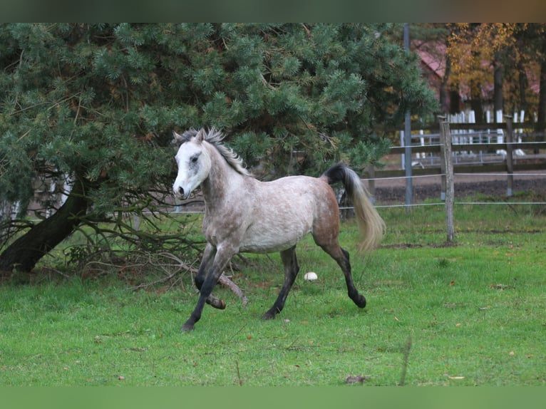 Arabian horses Gelding 4 years 14,2 hh Gray-Blue-Tan in Wandlitz