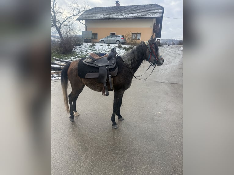 Arabian horses Gelding 4 years 14.2 hh Grey in Kozje