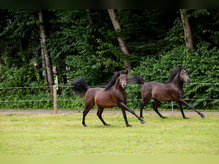Arabian horses Gelding 4 years 14,3 hh Black in Kirchanschöring