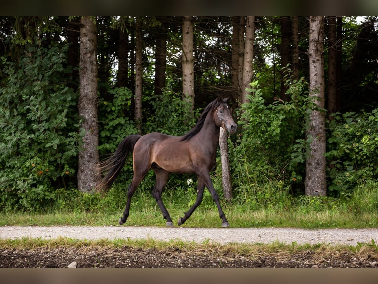 Arabian horses Gelding 4 years 14,3 hh Black in Kirchanschöring