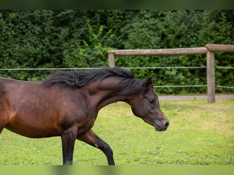 Arabian horses Gelding 4 years 14,3 hh Brown in Kirchanschöring