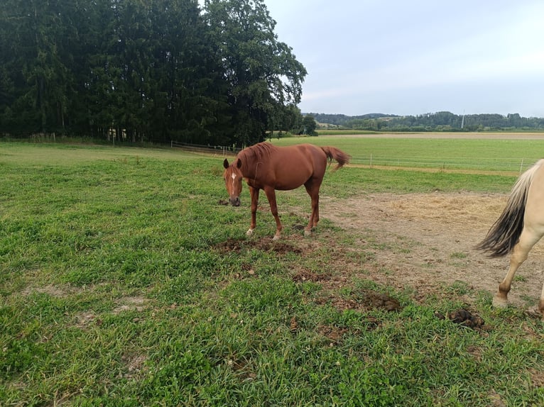 Arabian horses Gelding 4 years 14,1 hh Chestnut-Red in St. Martin
