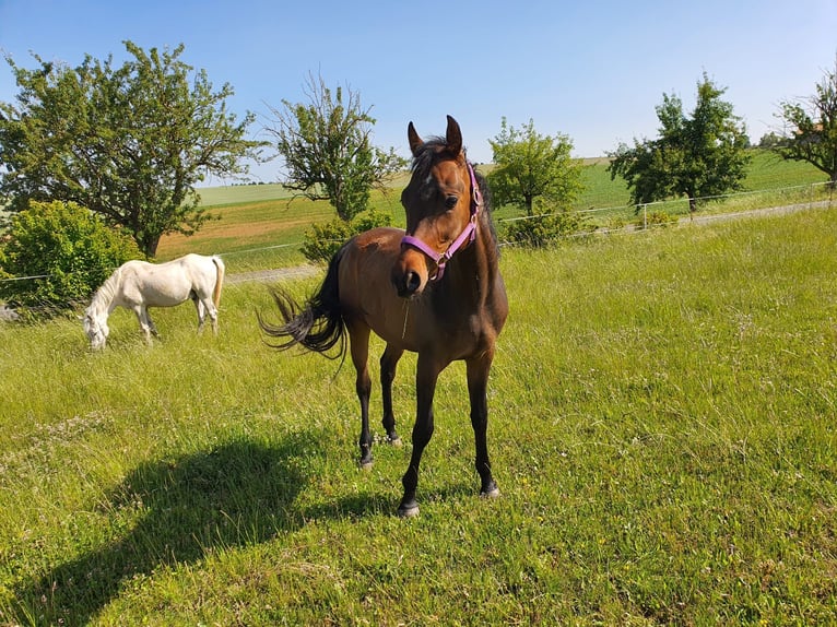 Arabian horses Gelding 4 years 14,2 hh Bay-Dark in RosenbergRosenberg