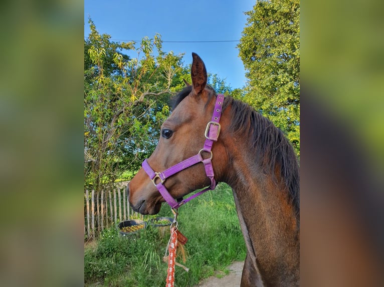 Arabian horses Gelding 4 years 14,2 hh Bay-Dark in RosenbergRosenberg