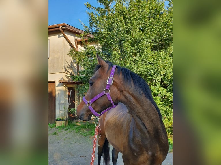 Arabian horses Gelding 4 years 14,2 hh Bay-Dark in RosenbergRosenberg