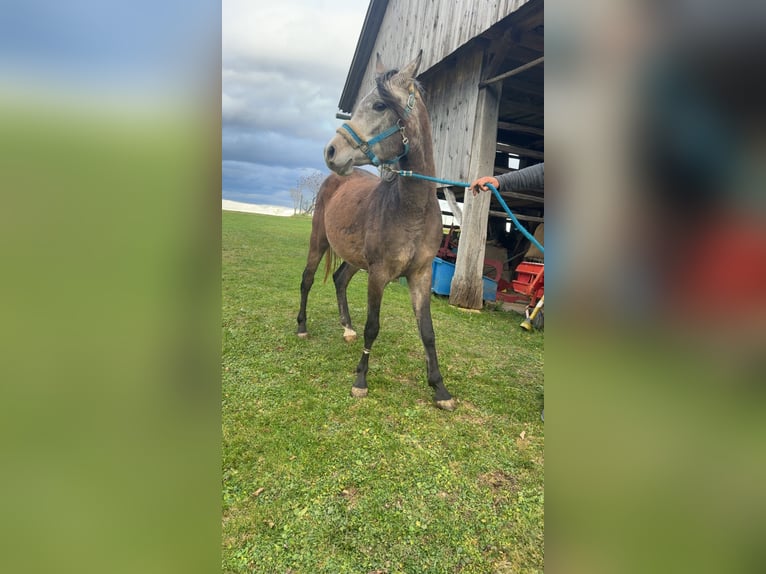 Arabian horses Gelding 4 years 14,2 hh Grey in Kozje