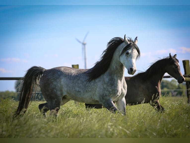 Arabian horses Gelding 4 years 14,2 hh in Bergkamen
