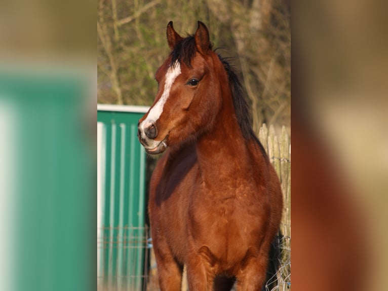 Arabian horses Gelding 4 years 14,3 hh Brown in Torhout