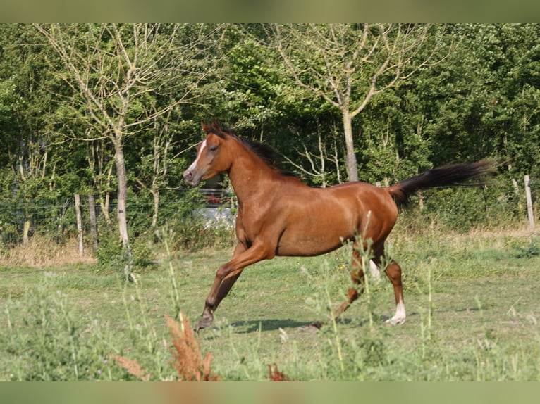 Arabian horses Gelding 4 years 14,3 hh Brown in Torhout
