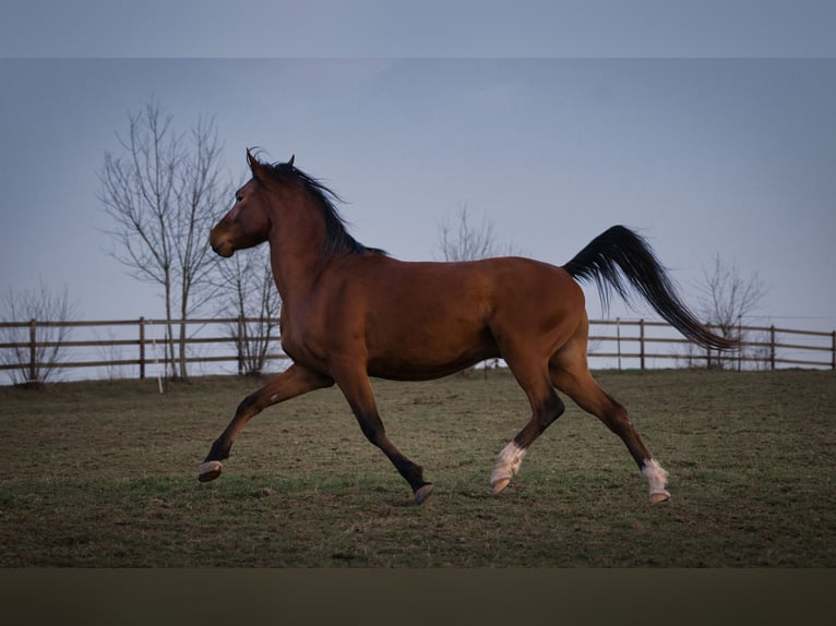 Arabian horses Gelding 4 years 14,3 hh Brown in Spiesen-Elversberg