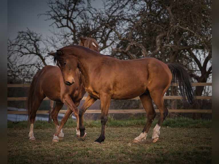 Arabian horses Gelding 4 years 14,3 hh Brown in Spiesen-Elversberg