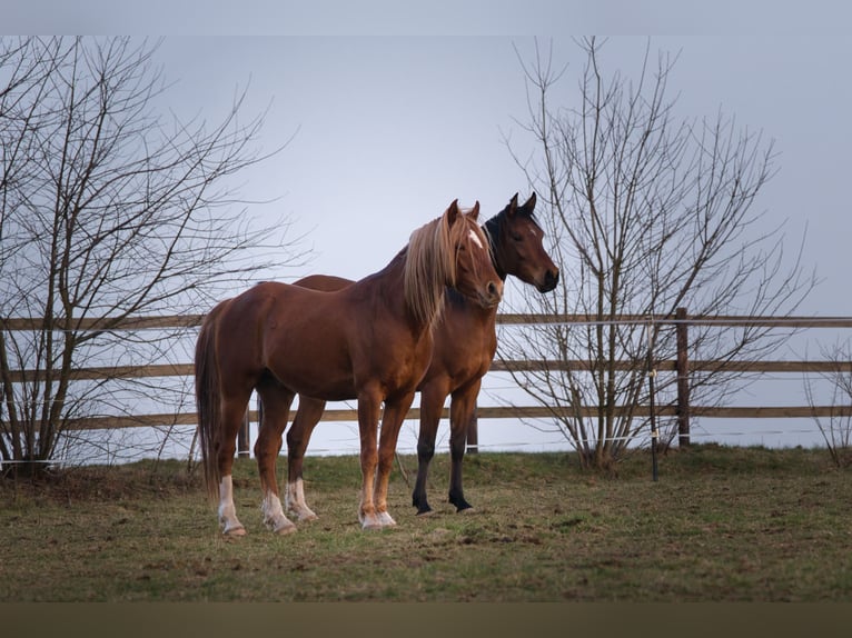 Arabian horses Gelding 4 years 14,3 hh Brown in Spiesen-Elversberg
