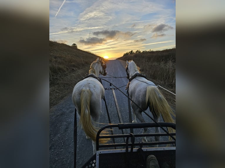 Arabian horses Gelding 4 years 14,3 hh Gray in Bonares
