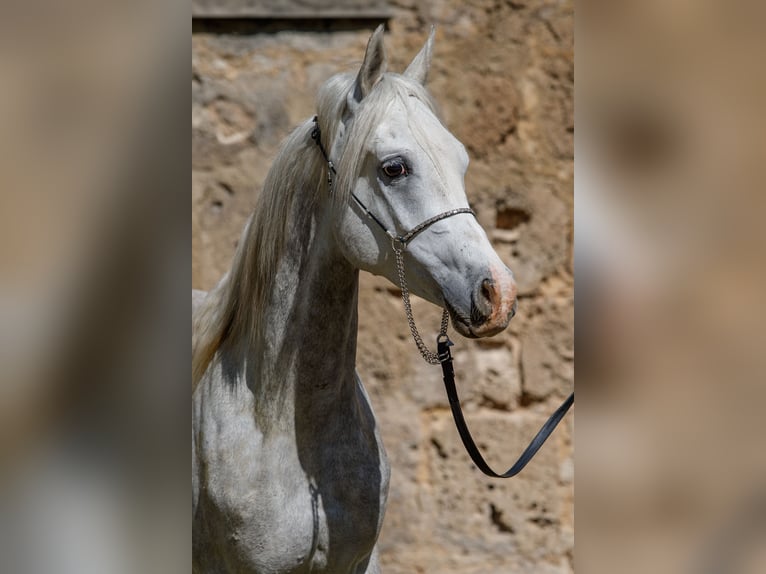 Arabian horses Gelding 4 years 14,3 hh Grey in Gomadingen