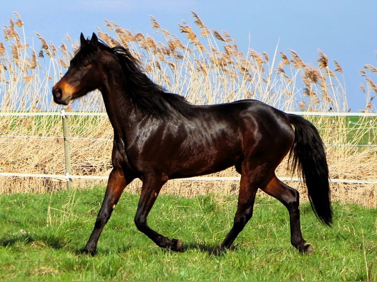 Arabian horses Gelding 4 years 15,1 hh Bay-Dark in Reutenbourg