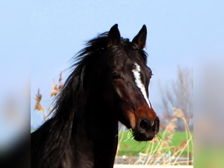 Arabian horses Gelding 4 years 15,1 hh Bay-Dark in Reutenbourg