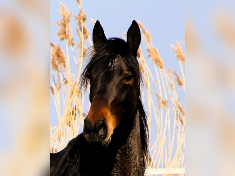 Arabian horses Gelding 4 years 15,1 hh Bay-Dark in Kehl