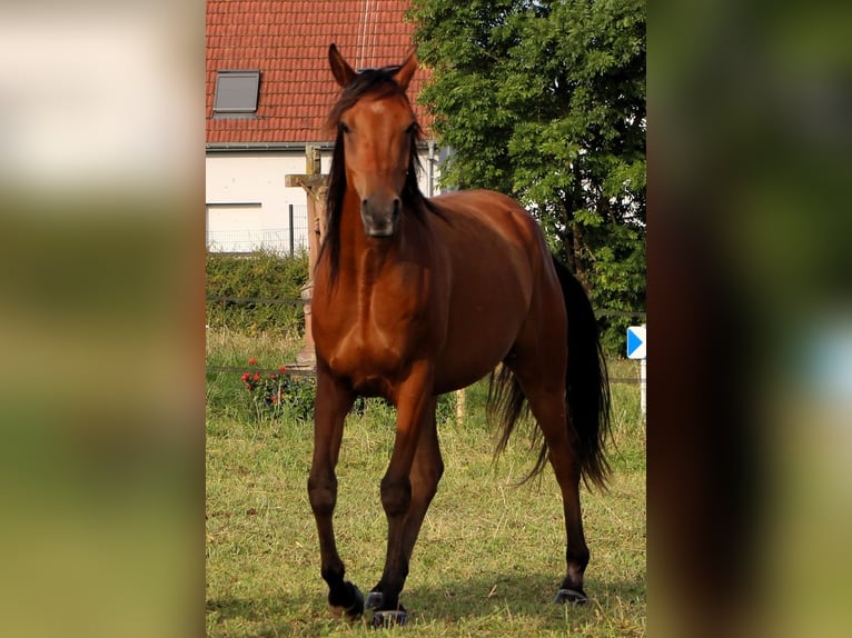 Arabian horses Gelding 4 years 15,1 hh Brown in Kehl