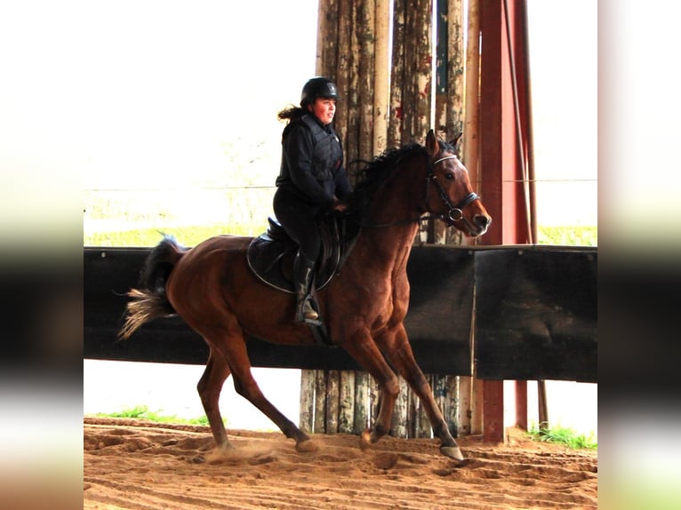 Arabian horses Gelding 4 years 15,1 hh Brown in Kehl