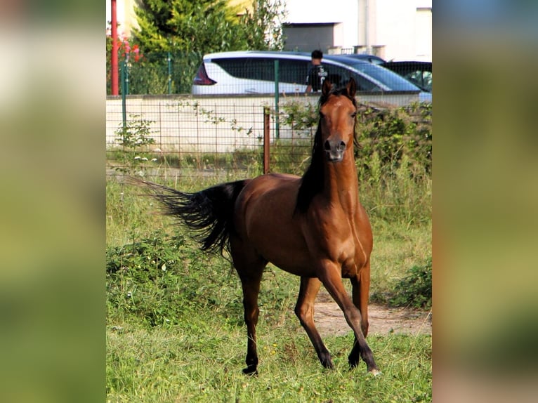 Arabian horses Gelding 4 years 15,1 hh Brown in Kehl