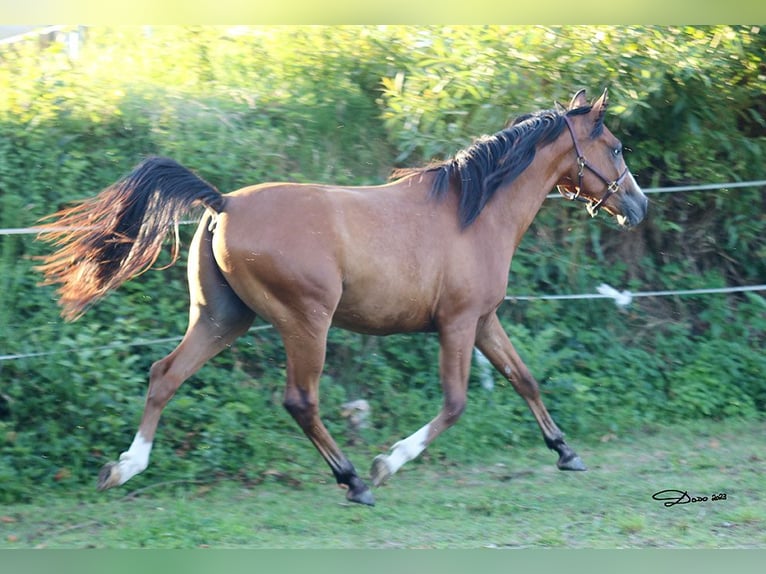 Arabian horses Gelding 4 years 15,1 hh Brown in Niederthalheim