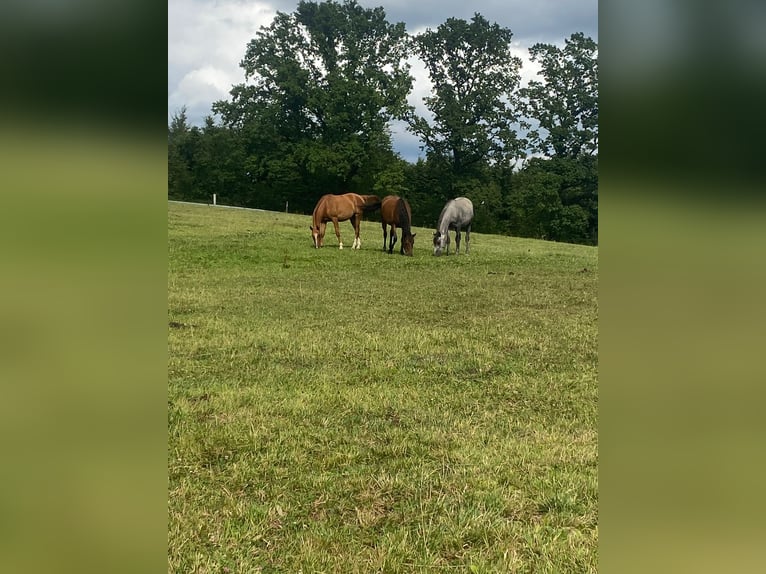 Arabian horses Gelding 4 years 15.1 hh Chestnut-Red in IserlohnIserlohn