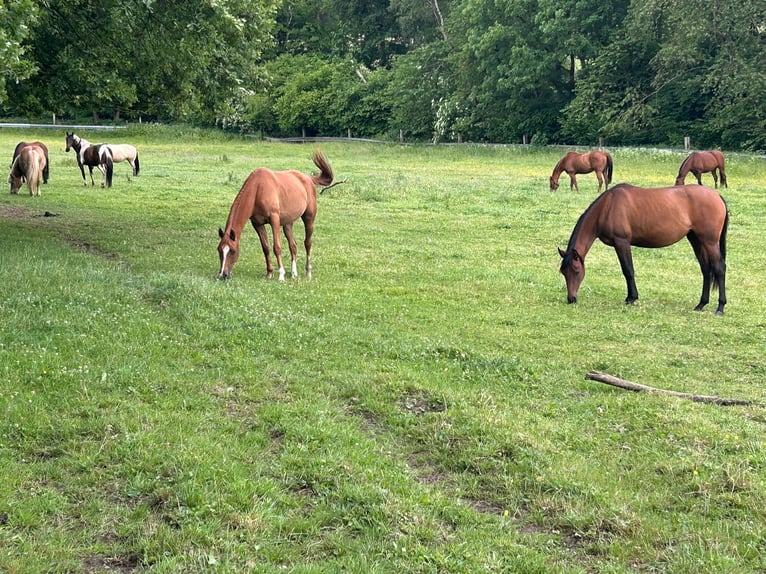 Arabian horses Gelding 4 years 15.1 hh Chestnut-Red in IserlohnIserlohn