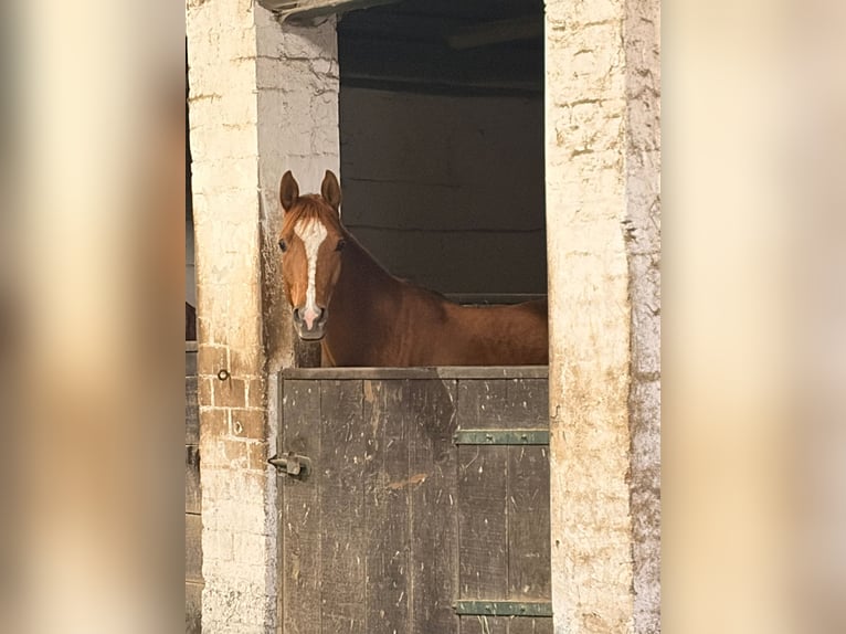 Arabian horses Gelding 4 years 15.1 hh Chestnut-Red in IserlohnIserlohn