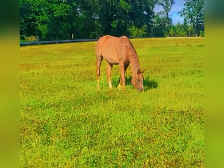 Arabian horses Gelding 4 years 15.1 hh Chestnut-Red in IserlohnIserlohn
