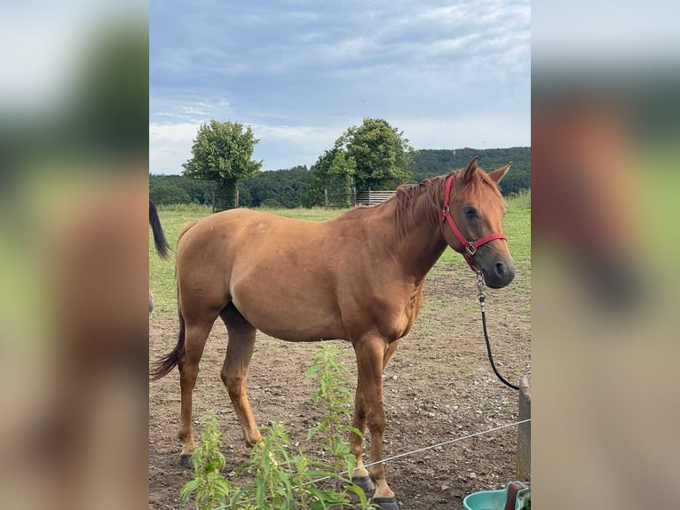 Arabian horses Gelding 4 years 15.1 hh Chestnut-Red in Herzberg am Harz