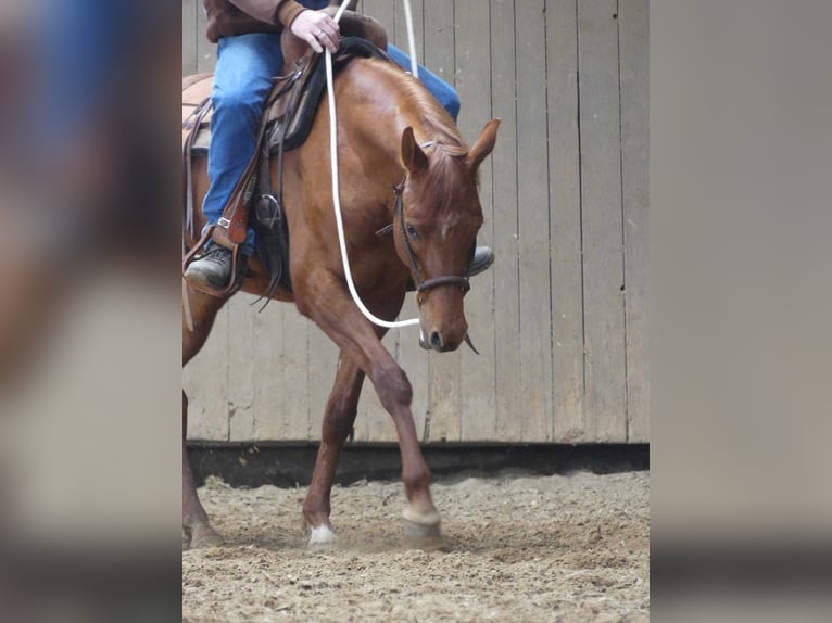 Arabian horses Gelding 4 years 15.1 hh Chestnut-Red in Herzberg am Harz