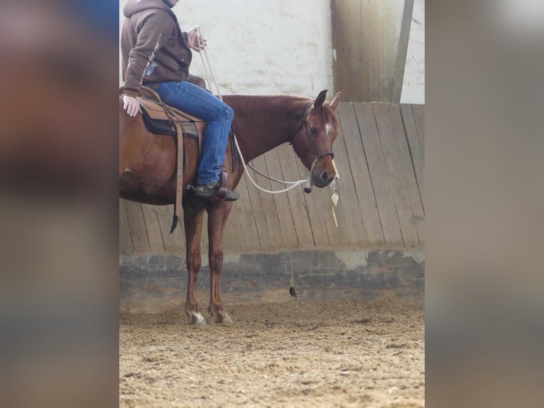 Arabian horses Gelding 4 years 15.1 hh Chestnut-Red in Herzberg am Harz