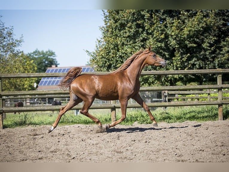 Arabian horses Gelding 4 years 15,1 hh Chestnut-Red in Herzberg am Harz