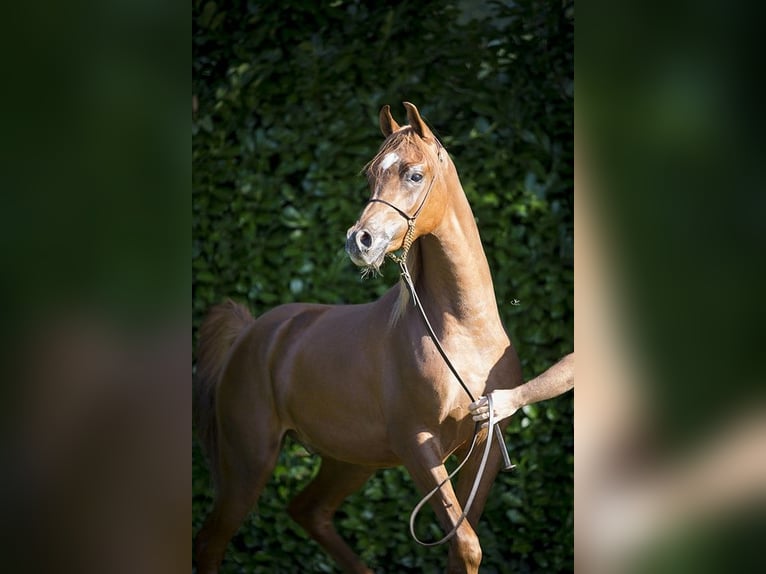 Arabian horses Gelding 4 years 15,1 hh Chestnut-Red in Herzberg am Harz