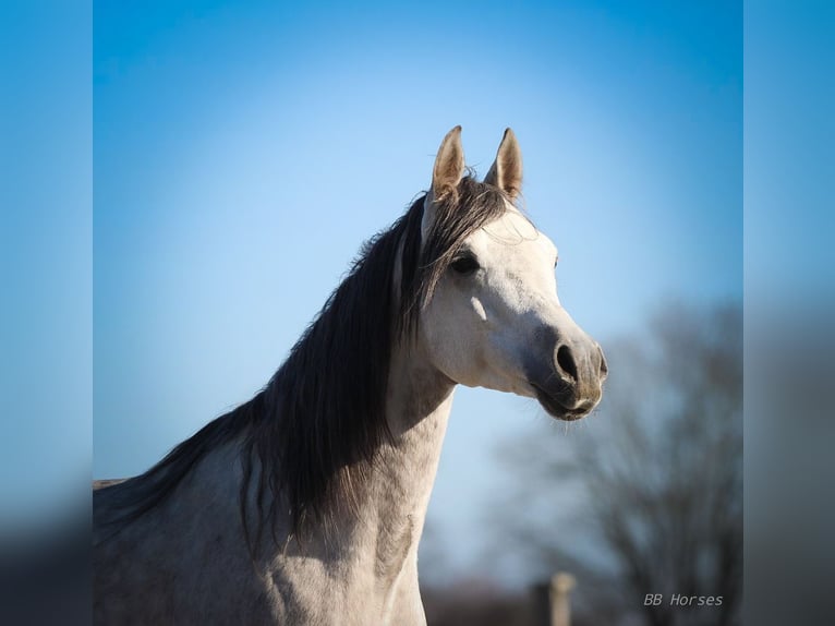 Arabian horses Gelding 4 years 15,1 hh Gray in Pastetten