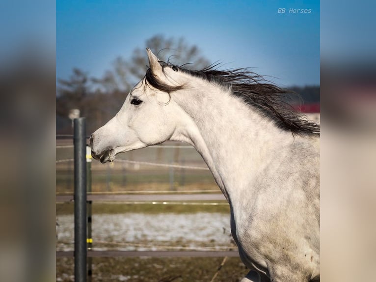 Arabian horses Gelding 4 years 15,1 hh Gray in Pastetten