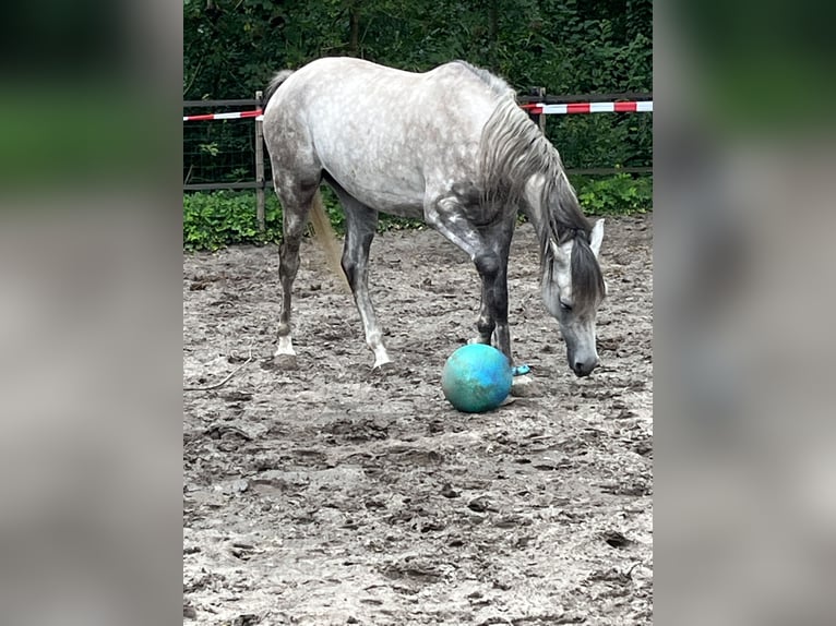 Arabian horses Gelding 4 years 15.1 hh Grey in Emst