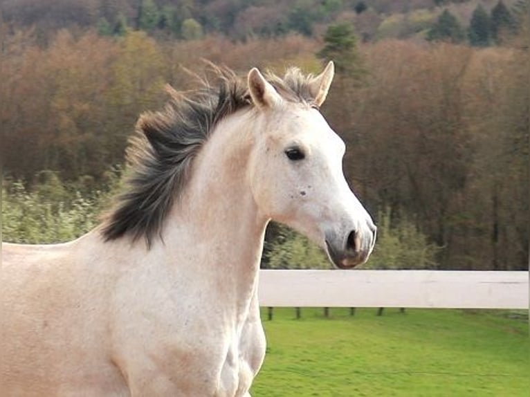 Arabian horses Gelding 4 years 15.1 hh Grey-Fleabitten in Freiamt