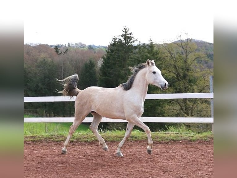 Arabian horses Gelding 4 years 15.1 hh Grey-Fleabitten in Freiamt