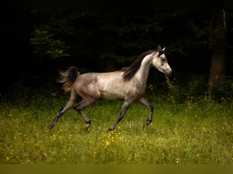 Arabian horses Gelding 4 years 15.1 hh Grey in Amtzell