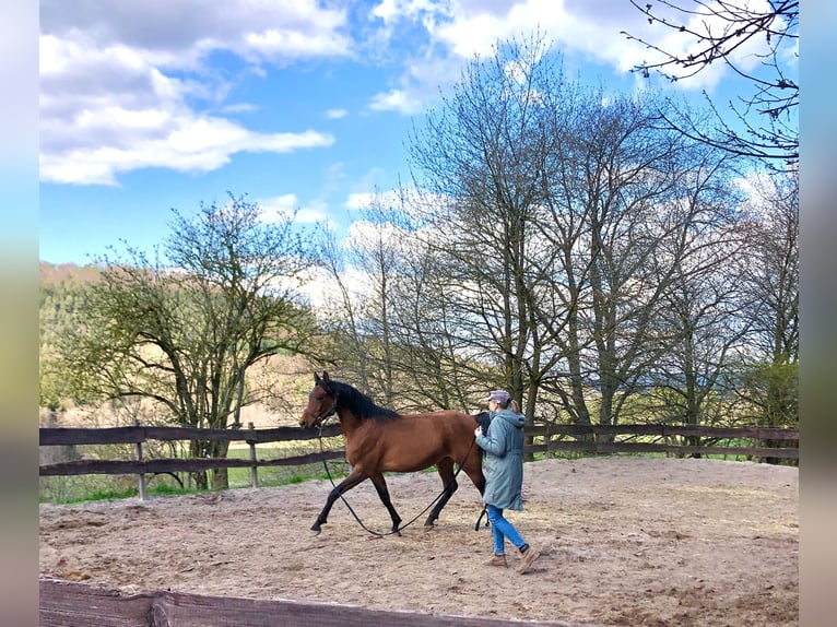 Arabian horses Gelding 4 years 15,2 hh Brown in Biebergem&#xFC;nd
