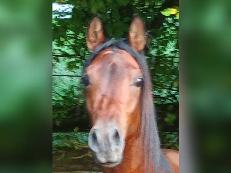 Arabian horses Gelding 4 years 15,2 hh Brown in Biebergemünd