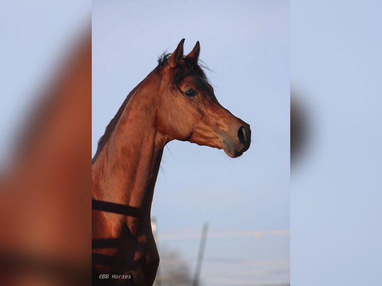 Arabian horses Gelding 4 years 15,2 hh Brown in Pastetten