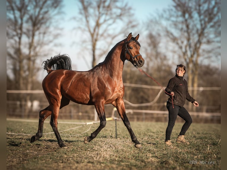 Arabian horses Gelding 4 years 15,2 hh Brown in Pastetten